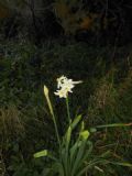 Narcissus tazetta subsp. italicus